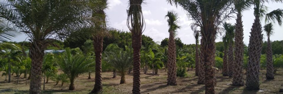 Sinds 2013 heeft Hoekstra Landscapers haar eigen kwekerij op Curaçao. 