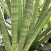 Sansieveria Spagetti 3G