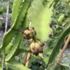 Dragon Fruit 3G (Selenicereus Undatus)