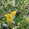 Tecoma Stans - Gele Bignonia 7G
