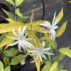 Jasmine Nitidum star 3G