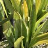 Sansieveria 3G