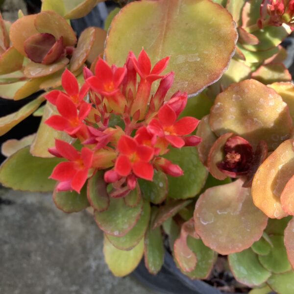 Kalanchoe 1G (Kalanchoe)