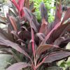 Cordyline 3G div. soorten