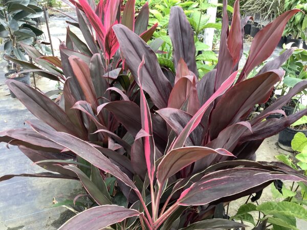 Cordyline 3G div. soorten