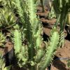 Euphorbia Trigona 3G (African Milk Tree leaf)