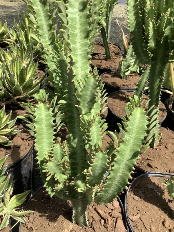Euphorbia Trigona 3G (African Milk Tree leaf)