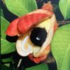 Aki - Blighia Sapida