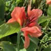 Canna Lily 3G
