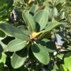 Ficus Rubiginosa , Florida 3G