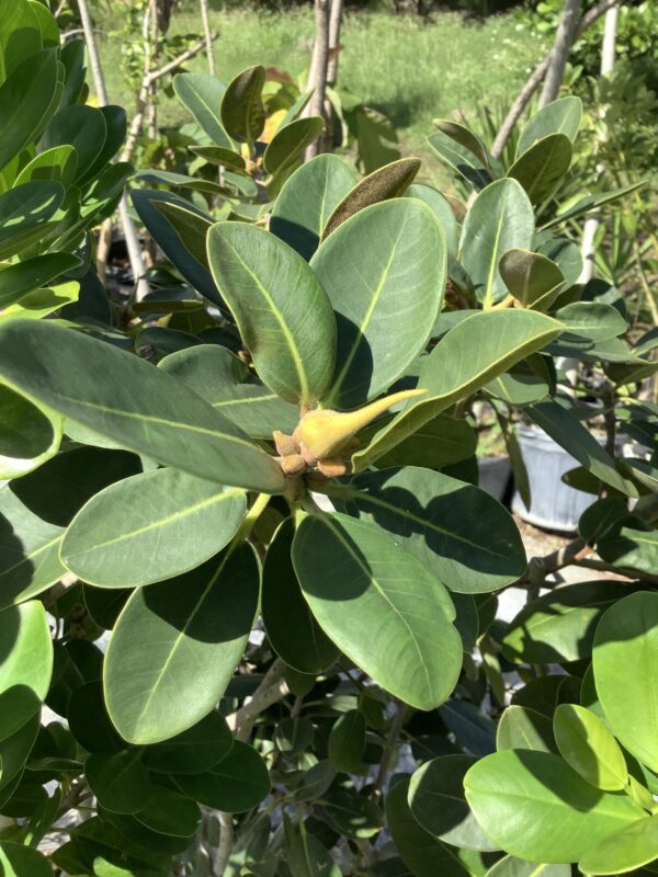 Ficus Rubiginosa , Florida 3G