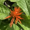 Justica Orange Bush 3G