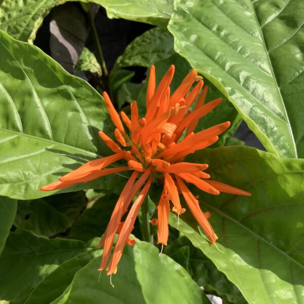 Justica Orange Bush 3G