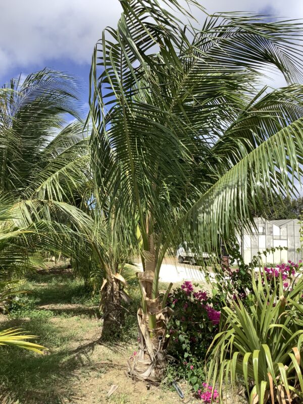 Coconut Palm Green (cocos nucifera) p/mtr