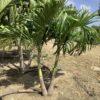 Manila Palm Double p/mtr