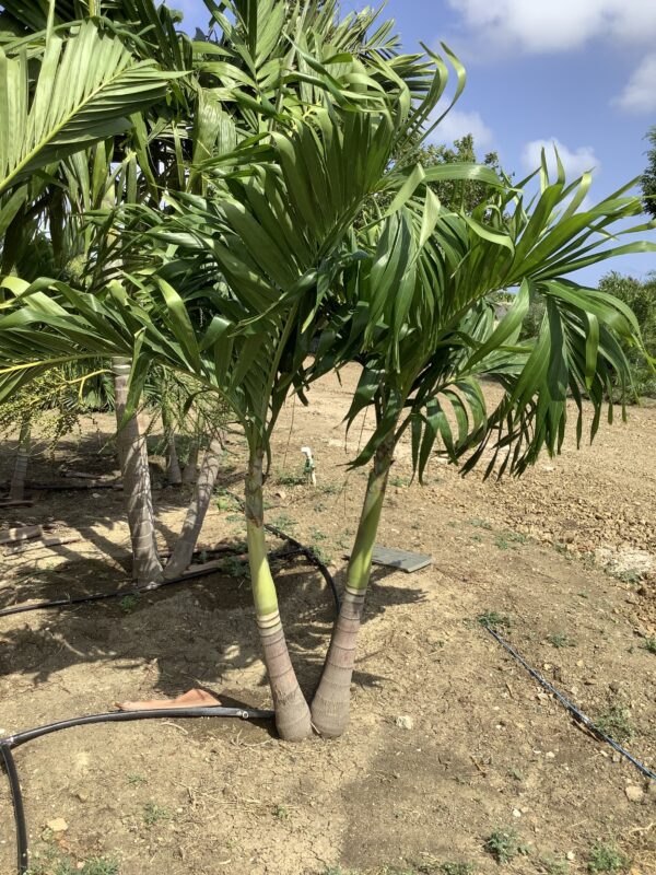 Manila Palm Double p/mtr