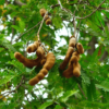 Tamarindus Indica 7G
