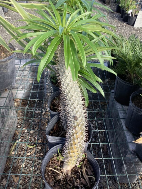 Madagascar palm 3G (pachypodium lamerei)