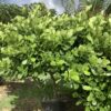 Clusia Rosea 25G