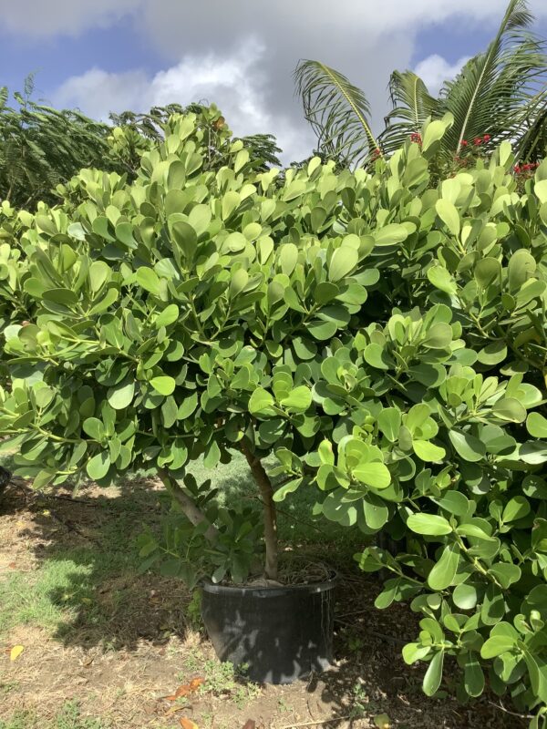 Clusia Rosea 25G