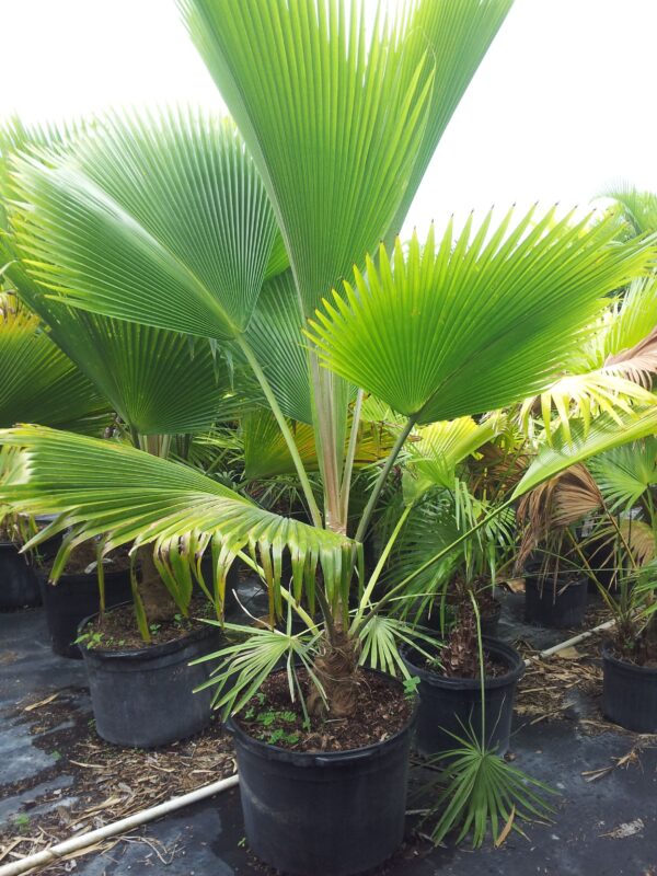 Fiji Fan palm ( pritchardia pasifica) p/mtr