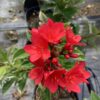 Jatropha 15G