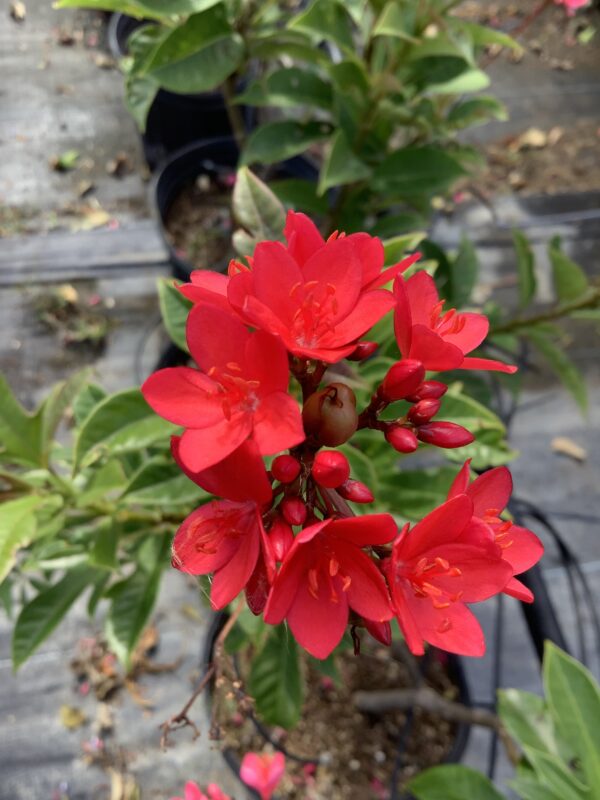 Jatropha 15G