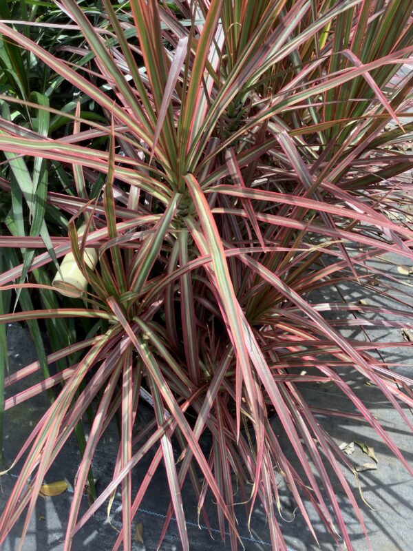 Dracaena colorama 3G (Dracanea marginata colorama)