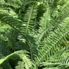 Varen - Kimberly queen fern 1G (Nephrolepis Olbiterata)