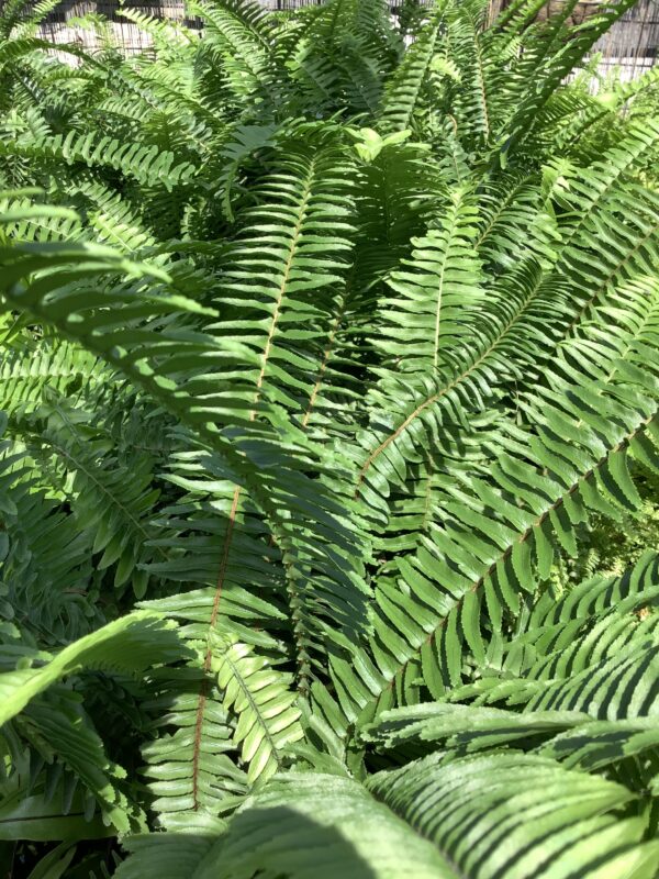 Varen - Kimberly queen fern 1G (Nephrolepis Olbiterata)