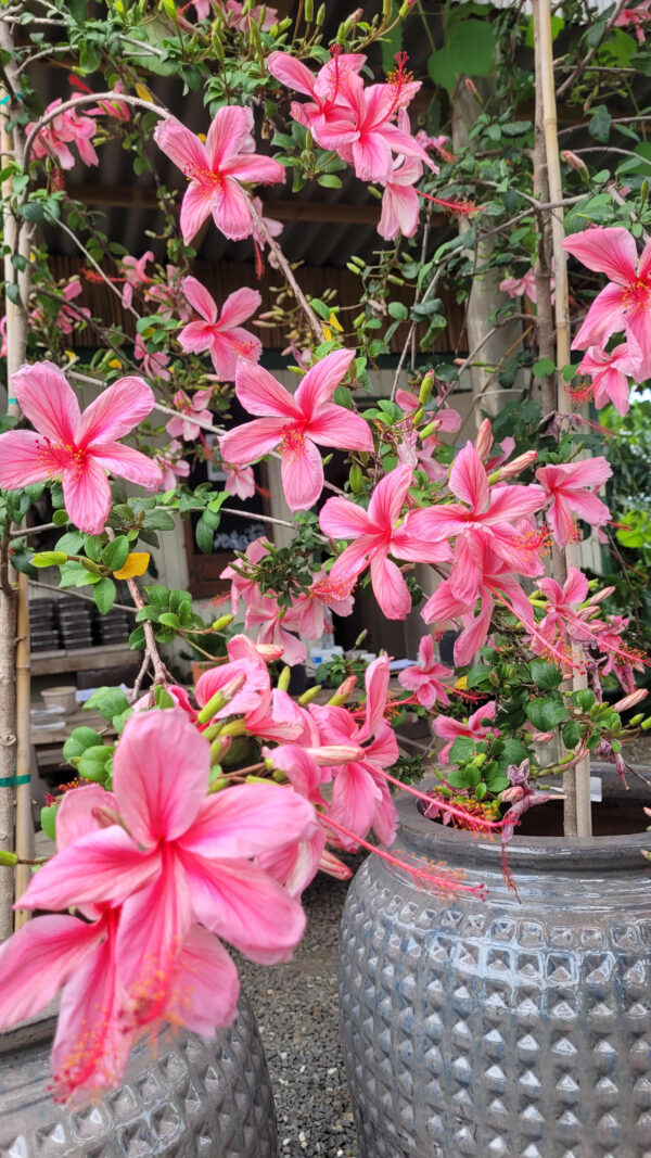 Hibiscus op stam 7G (Hibiscus rosa-sinensis)