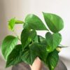 Epipremnum Aurum - Drakenklimop 1G