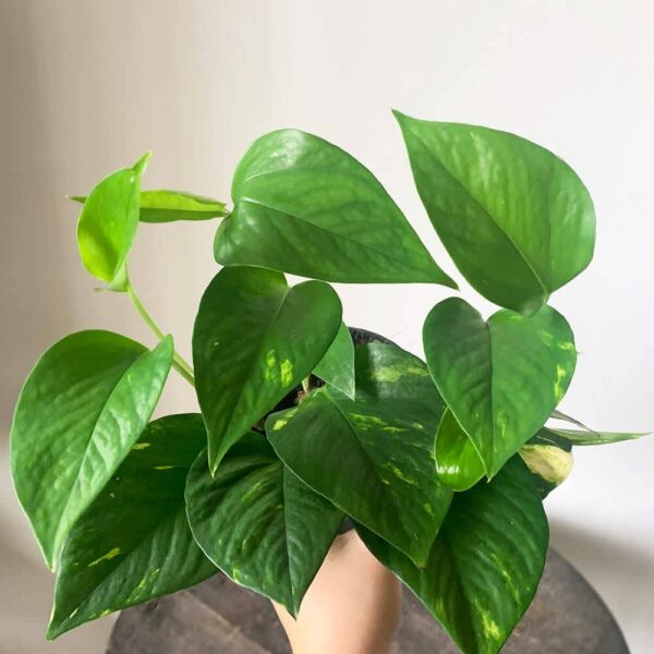 Epipremnum Aurum - Drakenklimop 1G