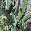 Alocasia 3G (Lauterbaachiana)