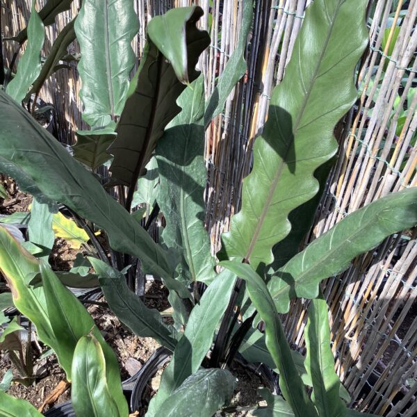 Alocasia 3G (Lauterbaachiana)