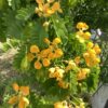 Bulnesia 15G