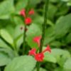 Raspa  Stachytarpheta  3G
