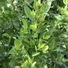Green Buttonwood 25G