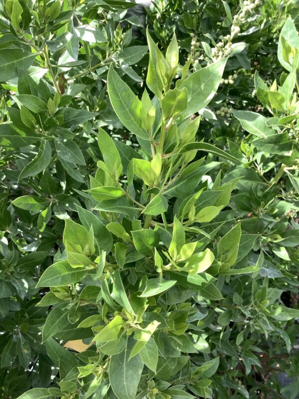 Green Buttonwood 25G