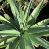 Agave 3G