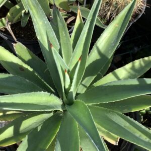 Agave 3G