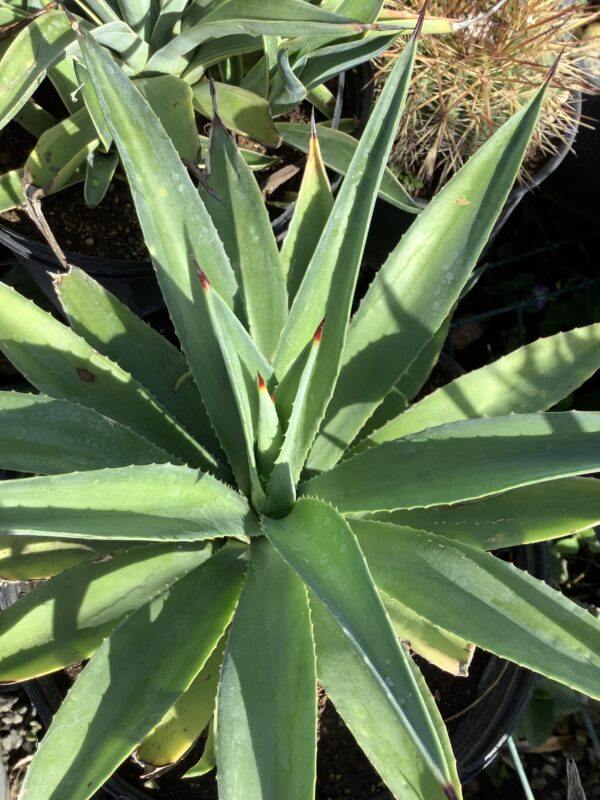 Agave 3G