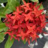 Ixora faya lobi 3G