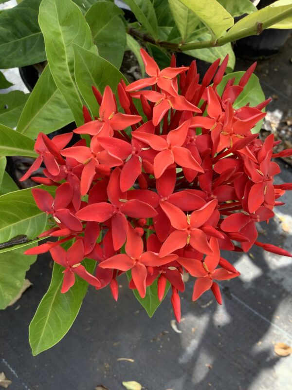 Ixora faya lobi 3G