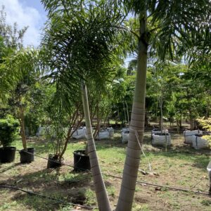 Foxtail Palm Double p/mtr