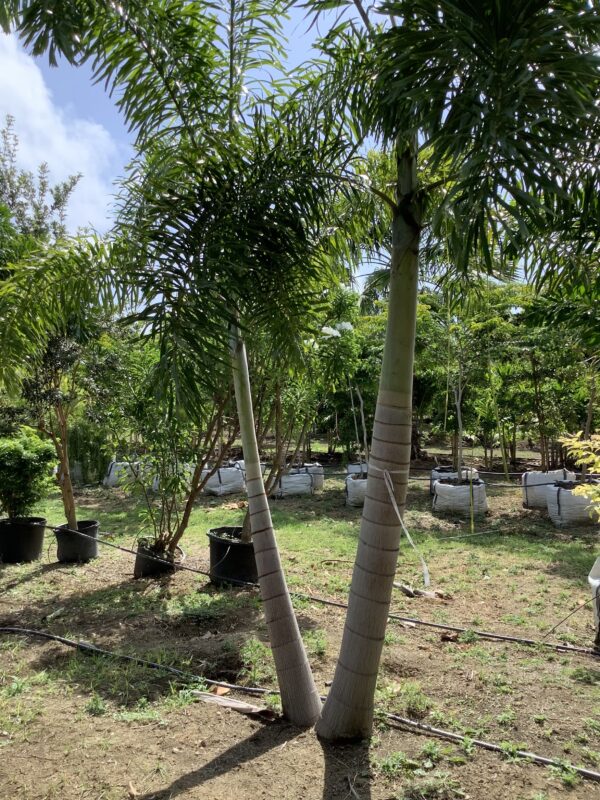 Foxtail Palm Double p/mtr