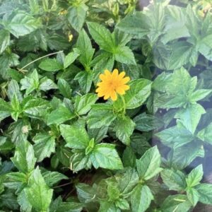 Sphagneticola Trilobata 1G (Wedelia)