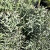 Euphorbia Stenoclada 7G