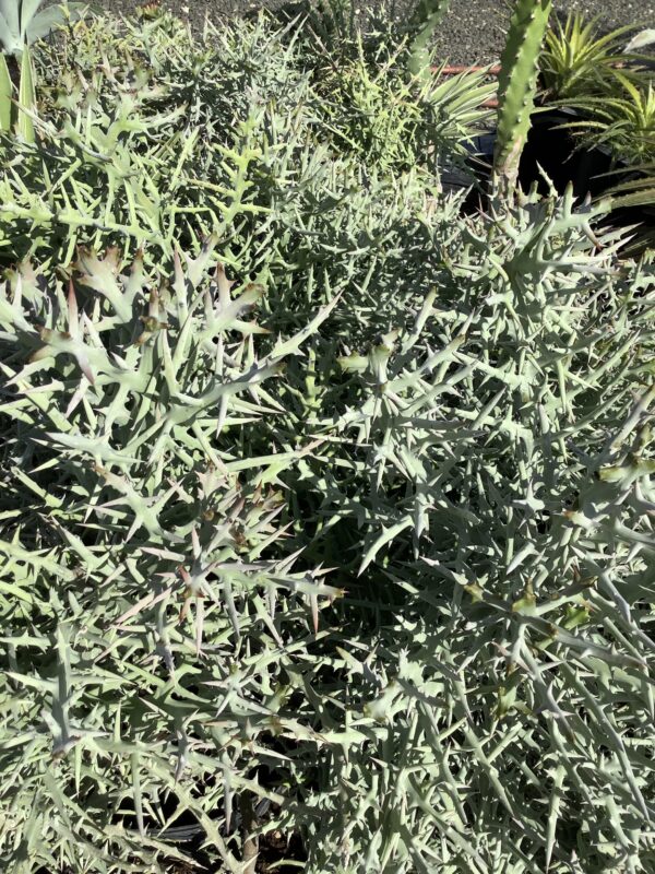 Euphorbia Stenoclada 7G