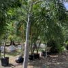 Foxtail Palm p/mtr